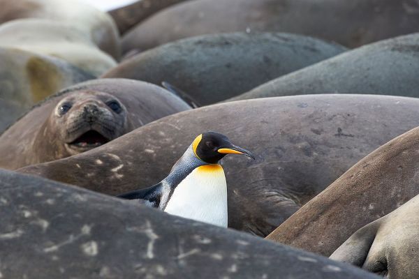 Goff, Ellen B. 아티스트의 Southern Ocean-South Georgia-A king penguin-elephant seals lying on the beach작품입니다.